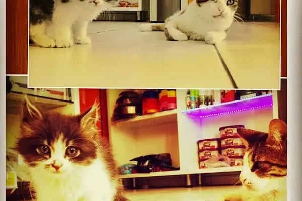 Dost Veteriner Kliniği 7/24 Bahcelievler Acil Veteriner - Resim 20