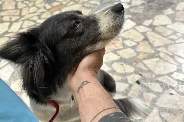Dost Veteriner Kliniği 7/24 Bahcelievler Acil Veteriner - Resim 17