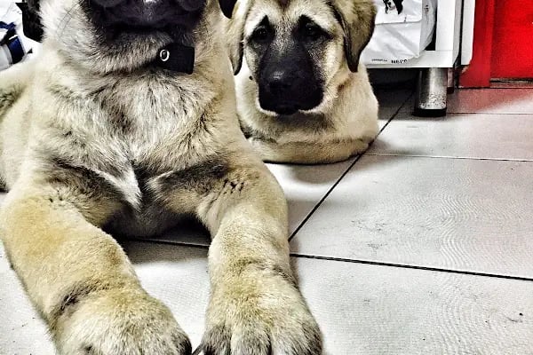 Dost Veteriner Kliniği 7/24 Bahcelievler Acil Veteriner - Resim 5