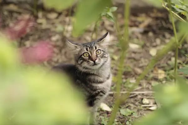 Dost Veteriner Kliniği 7/24 Bahcelievler Acil Veteriner - Resim 6