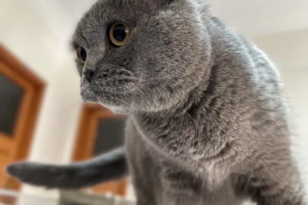 Dost Veteriner Kliniği 7/24 Bahcelievler Acil Veteriner - Resim 7