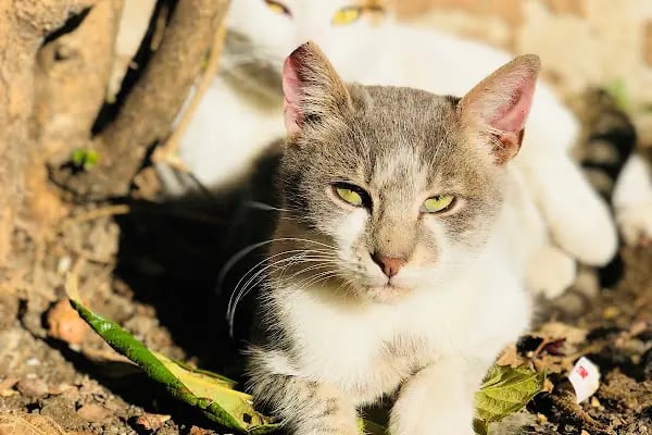 Dost Veteriner Kliniği 7/24 Bahcelievler Acil Veteriner - Resim 8