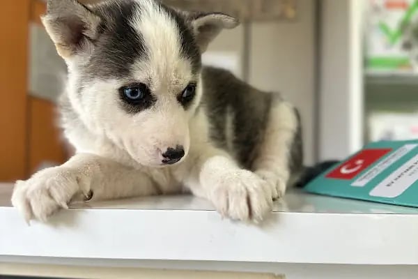 Dost Veteriner Kliniği 7/24 Bahcelievler Acil Veteriner - Resim 13