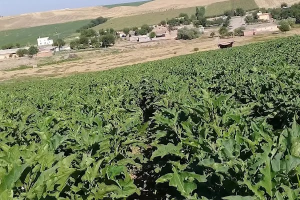 Bismil Belediyesi Park Ve Bahçeler Müdürlüğü Uyugulama Bahçesi Ve Fidanlık - Resim 2