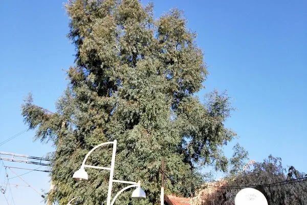 ÇİĞLİ TREN GARI - Resim 8