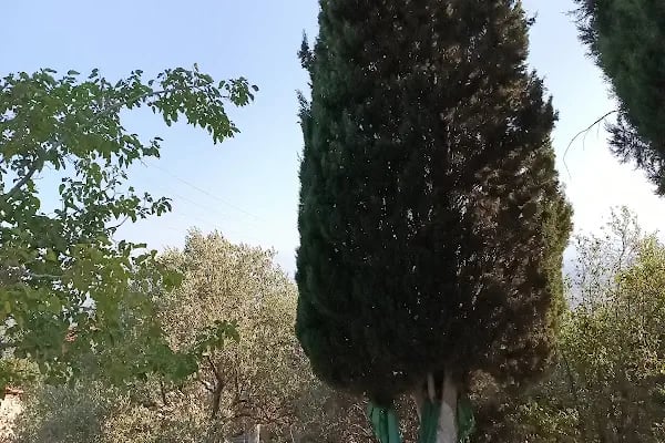Emir Dede Mezarı - Resim 6