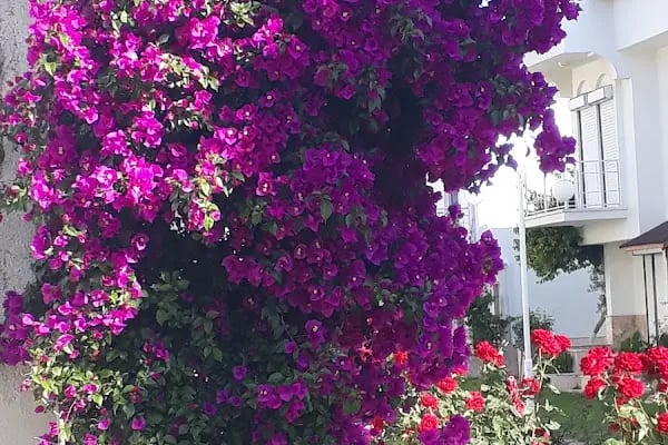 Gözde Tatil Sitesi - Resim 4