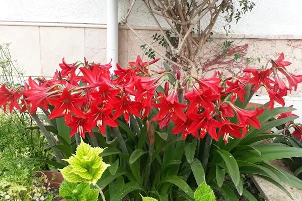 Gözde Tatil Sitesi - Resim 2