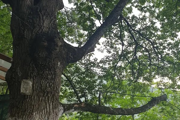 Saitabat Şelale Meşeli Tepe Piknik Alanı - Resim 19