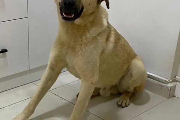 Aura Veteriner Kliniği - Resim 12