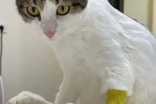 Aura Veteriner Kliniği - Resim 5