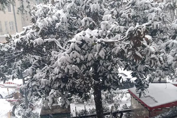 Lübnan Konsolosluğu - Resim 10
