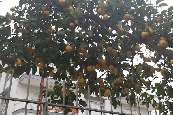 Seyhan Belediyesi Belediye Evleri Mahallesi 3 Nolu Koruluk Alanı - Resim 3