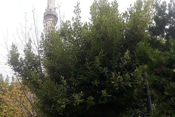 Elaksa Cami - Resim 5