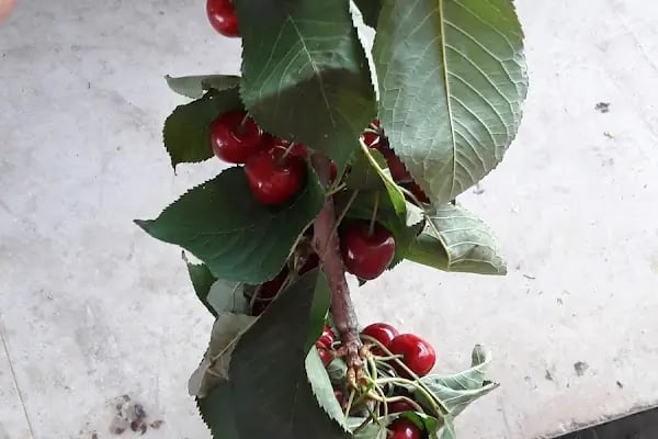Aydeniz Sebze ve Meyve - Resim 11