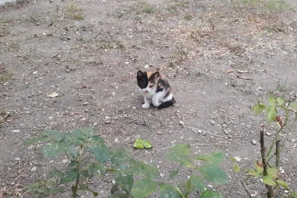 Yeni Şehir Korusu - Resim 17