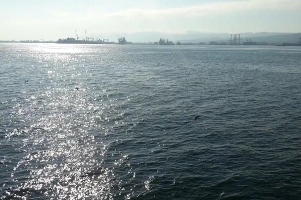 Yeni Şehir Korusu - Resim 4