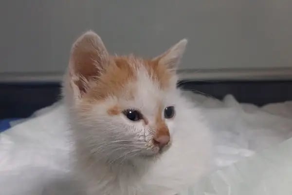 Bornova Doğa Veteriner Polikliniği - Resim 10