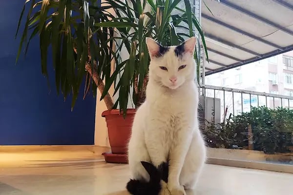 Bornova Doğa Veteriner Polikliniği - Resim 5