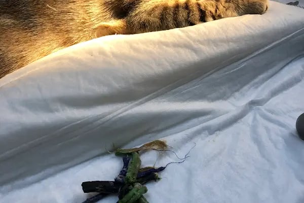 Bornova Doğa Veteriner Polikliniği - Resim 12