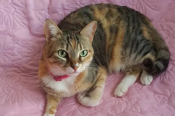 Bornova Doğa Veteriner Polikliniği - Resim 11