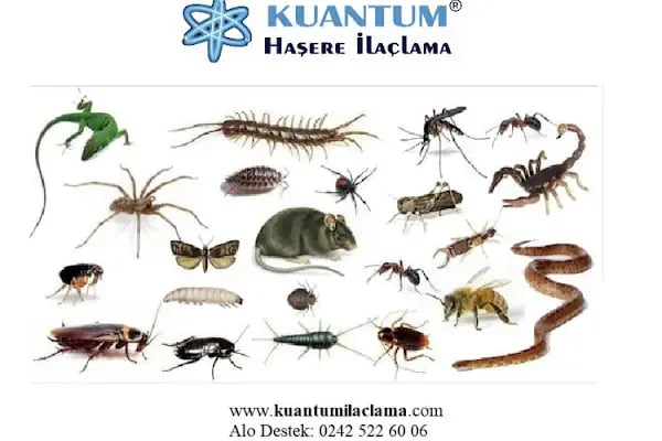 Kuantum Haşere İlaçlama - Resim 20