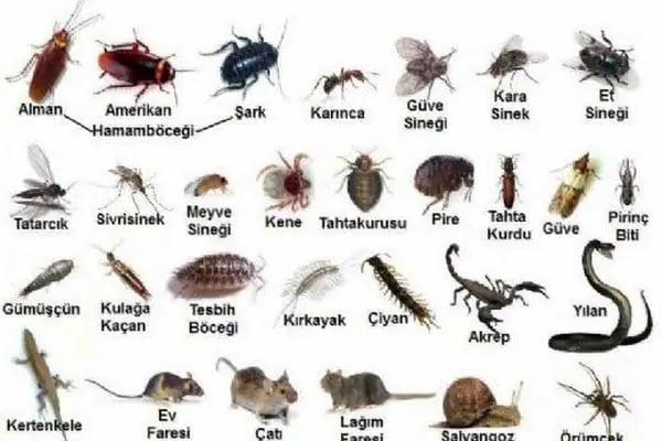 Kuantum Haşere İlaçlama - Resim 19