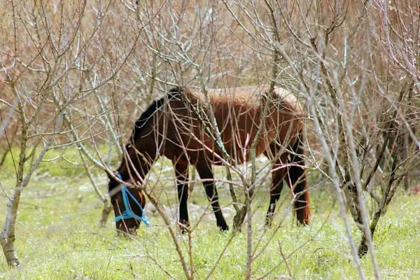 Horse &amp; Dog Academy - Mersin Silifke At Çiftliği, Köpek Oteli ve Kahvaltı - Resim 11