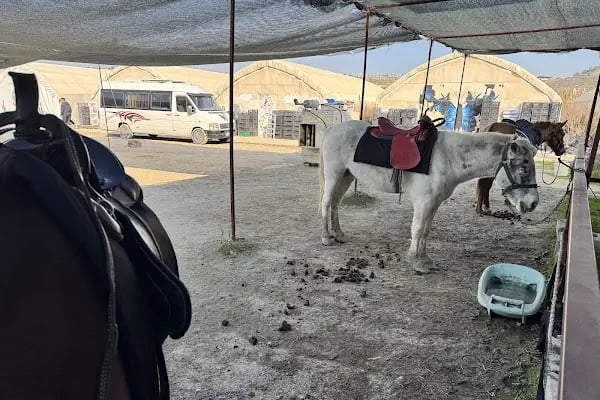 Horse &amp; Dog Academy - Mersin Silifke At Çiftliği, Köpek Oteli ve Kahvaltı - Resim 6