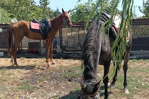 Horse &amp; Dog Academy - Mersin Silifke At Çiftliği, Köpek Oteli ve Kahvaltı - Resim 8