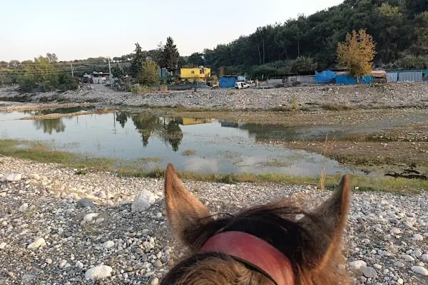 Horse &amp; Dog Academy - Mersin Silifke At Çiftliği, Köpek Oteli ve Kahvaltı - Resim 7
