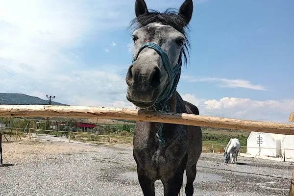 Horse &amp; Dog Academy - Mersin Silifke At Çiftliği, Köpek Oteli ve Kahvaltı - Resim 5