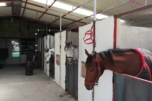 Kalıpçıoğlu At Çiftliği &amp; At Pansiyon &amp; Binicilik - Resim 13
