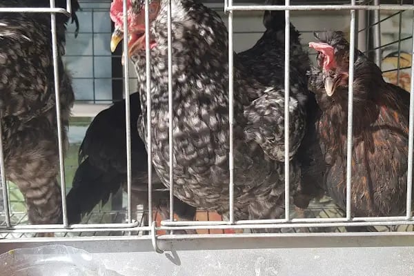 Güran Evcil Dünyası - Resim 5