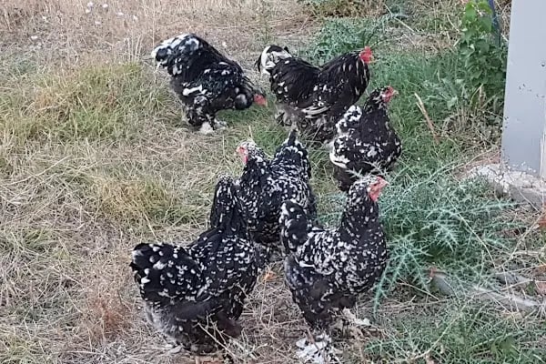 Güran Evcil Dünyası - Resim 11