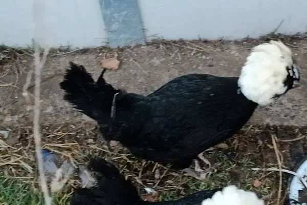 Güran Evcil Dünyası - Resim 4