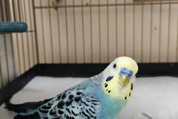 Hadımköy Petshop - Resim 3