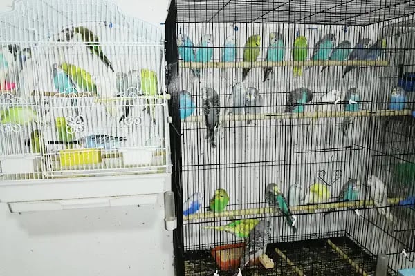 Eymen Pet Shop &amp; Akvaryum - Resim 5