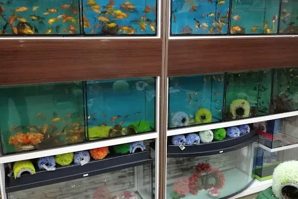 Eymen Pet Shop &amp; Akvaryum - Resim 20