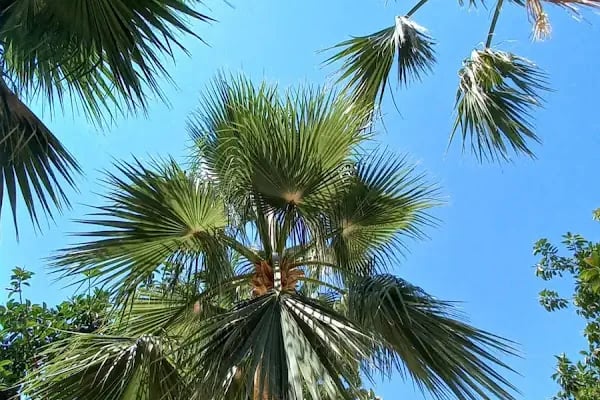 Alanya Belediyesi Park - Resim 17