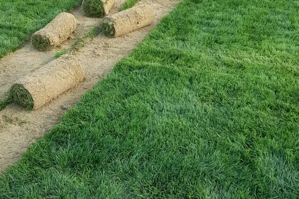 Bolluca Stadı - Resim 10