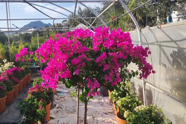Bodrum bahçe - Resim 3