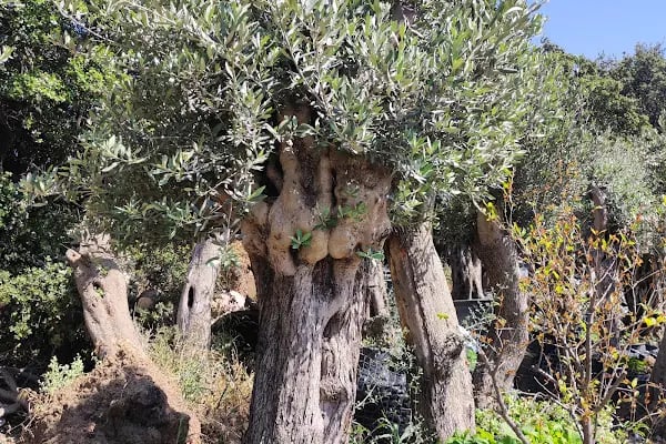Bodrum bahçe - Resim 7