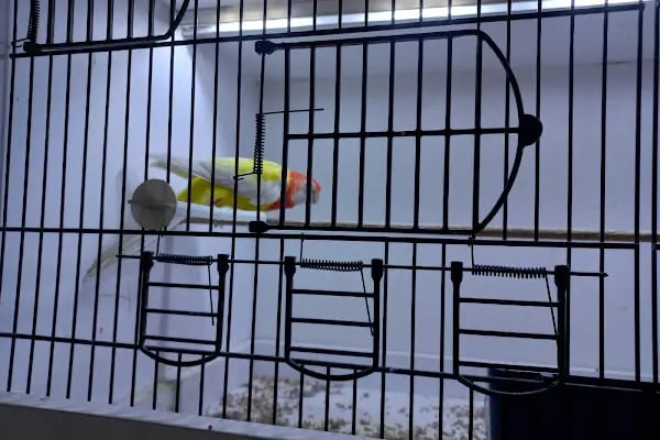 Kukuli Petshop - Resim 3