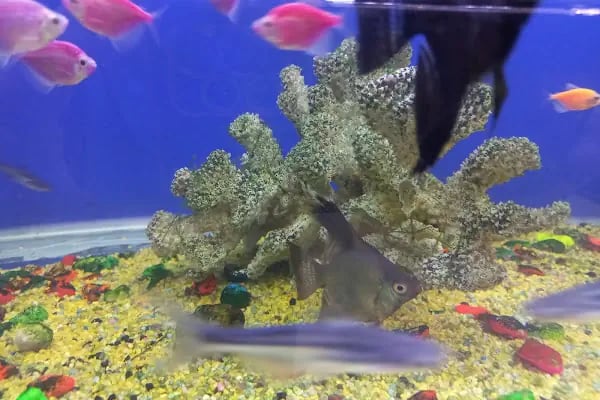Kukuli Petshop - Resim 7