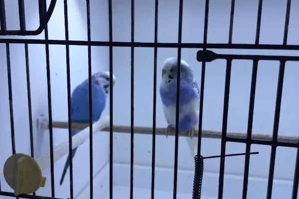 Kukuli Petshop - Resim 10