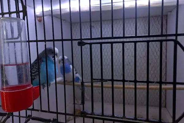 Kukuli Petshop - Resim 6