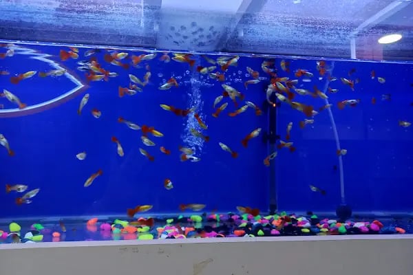 Kukuli Petshop - Resim 4
