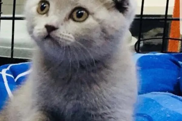 Ayhan PetShop - Resim 18