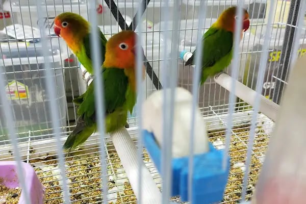 Ayhan PetShop - Resim 2